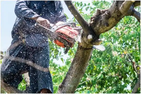 tree services Sunnyslope